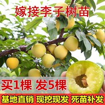 Plum Tree Fry early cooked late cooked grafting bee candy Li Qingcrisp Li Zimiao planting fruit trees Miao results of the year