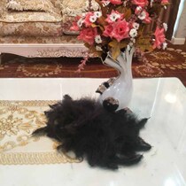 Net red balloon feather filler wave ball transparent balloon particle ball birthday arrangement wedding decorative balloon