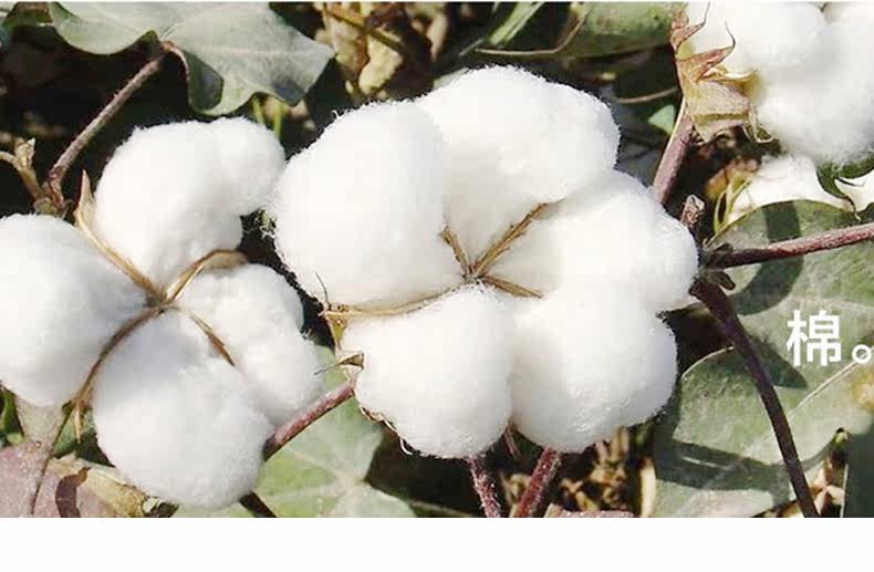 Chaussettes - collants LB1615 - Ref 763779 Image 25