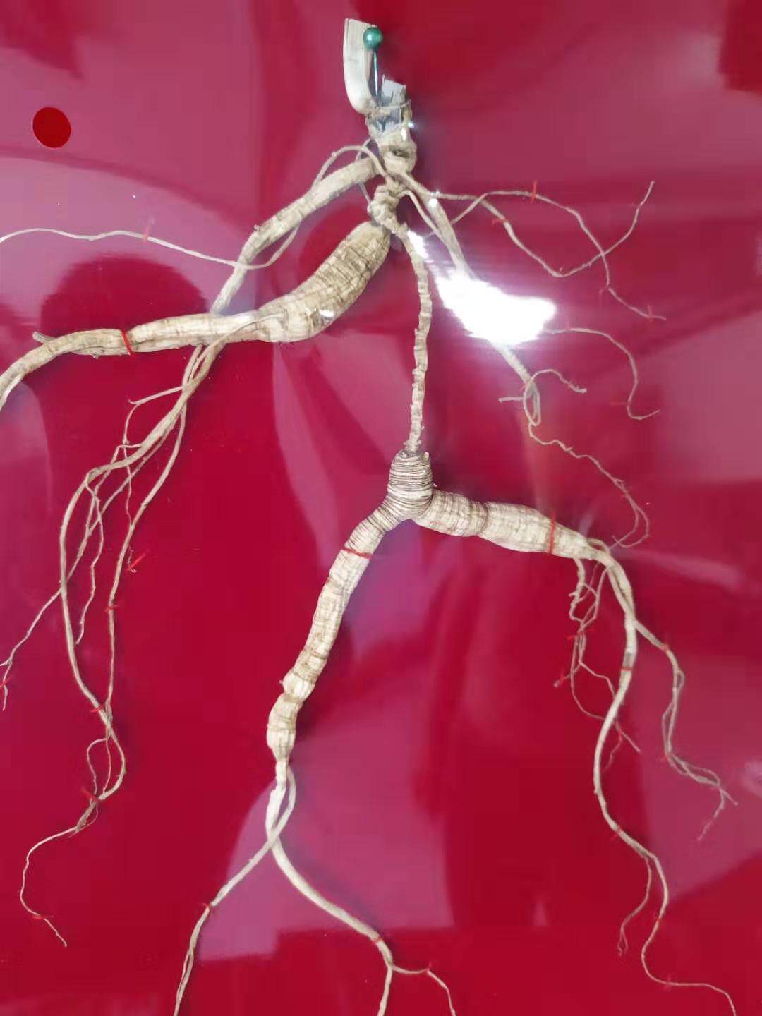 National inspection special and other senior wild ginseng pure wild freight dry freight dry dry dry dry dry dry dryer for 40 - 50 years old ginseng