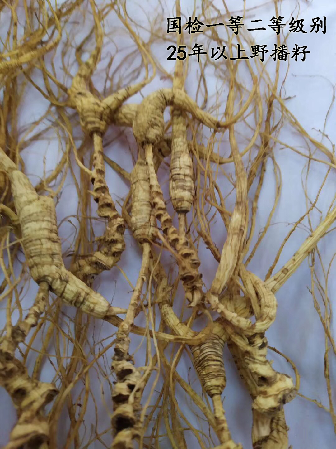 First class participants Lower Mount Shanlin Lower seed Wild Mountain ginseng Ginseng Sunburn for the Elder Ginseng to Participate In Wild Sowing Seeds 