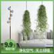 Air pineapple old man must have small hanging usnea soilless plant lazy green plant indoor purification air formaldehyde absorbing usnea