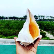 Natural big conch shell left-handed conch Guanyin snail large sacrificial instruments Buddhist souvenir specimens