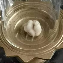  Shakyamuni Buddha tooth Guzhizi Special price Matchmaking Tibetan Gawu box Stupa