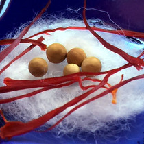 Fuzang Longevity Buddha solid son 35 yuan 10 super special offer for Stupa Gawu collection 2mm