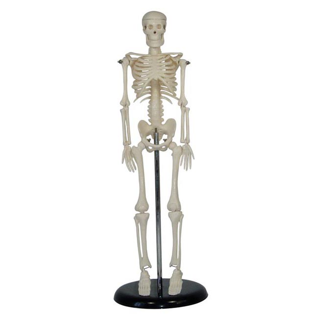 人体骨骼模型45CM