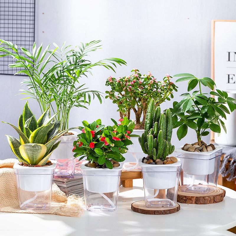 Basin Picking Indoor Living Room Flower Panorama Pan View Pan Plant Indoor Balcony Lu Planting Potted Parlour Room Good To Feed Chandelia