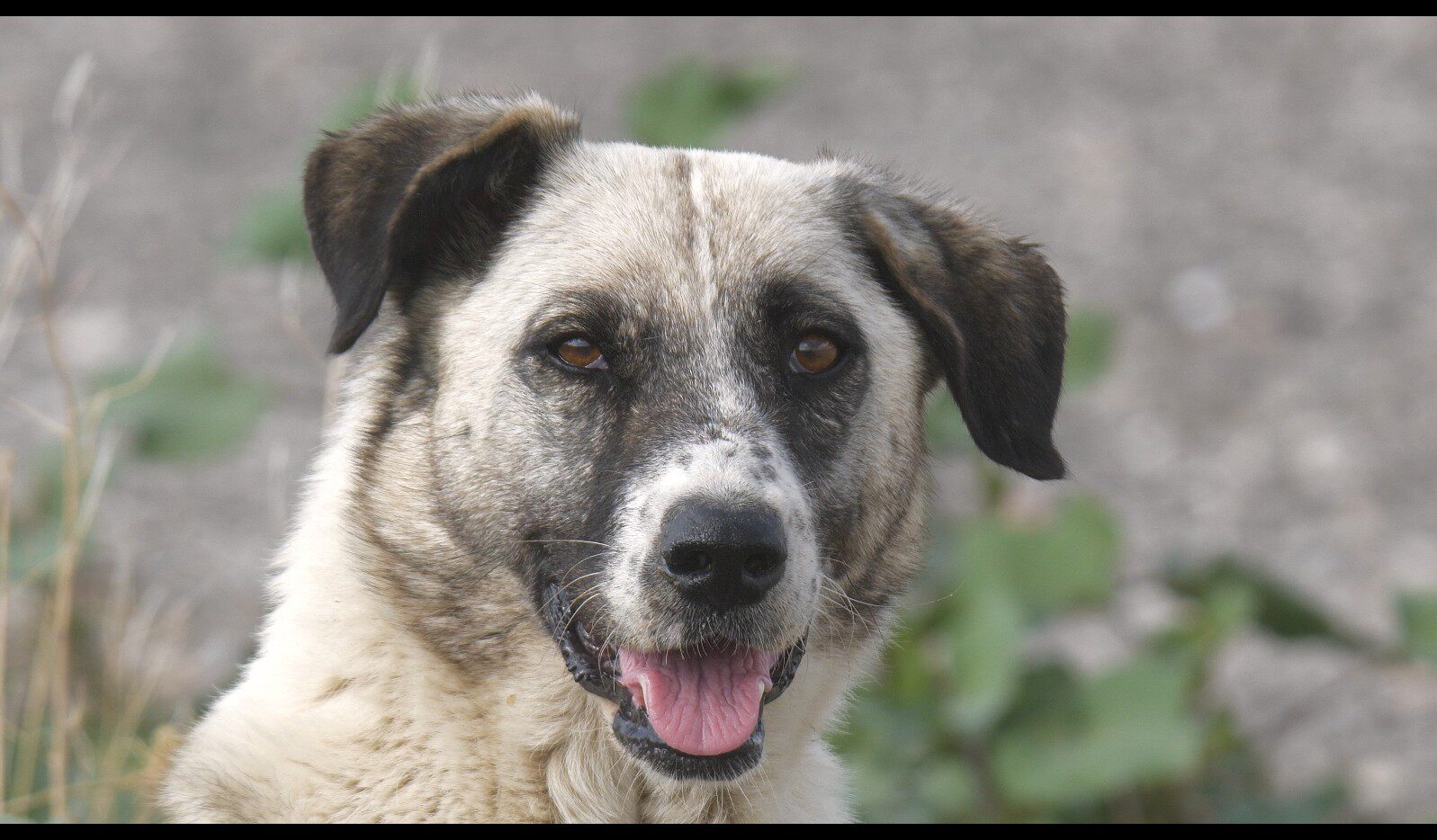 【实拍视频】小狗实拍-PoseAe