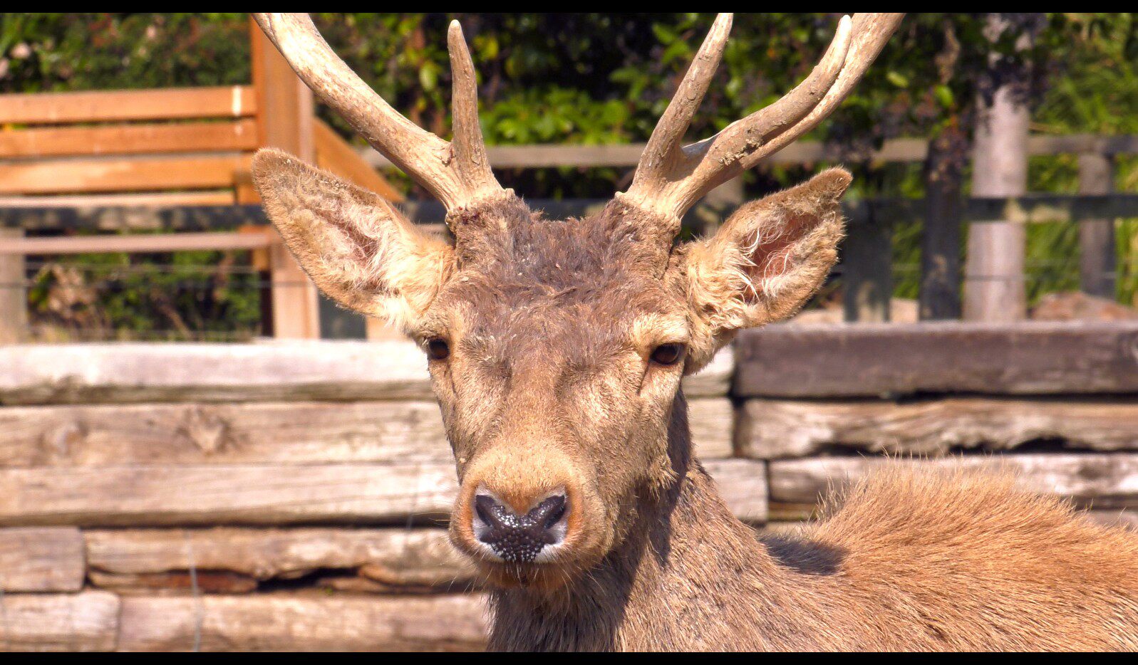 【实拍视频】高清实拍鹿视频素材-PoseAe