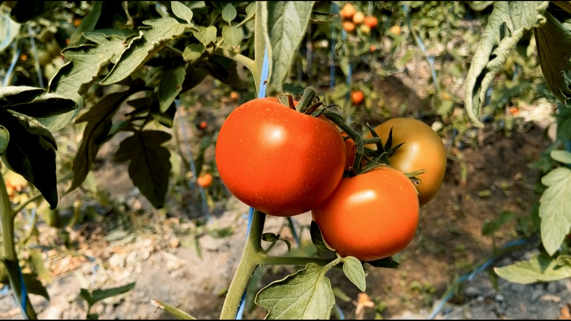 【实拍视频】田间的西红柿-PoseAe