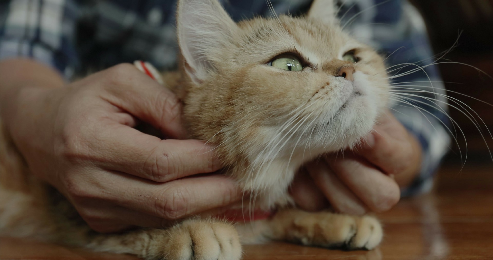 【实拍视频】猫咪享受抚摸实拍视频-PoseAe