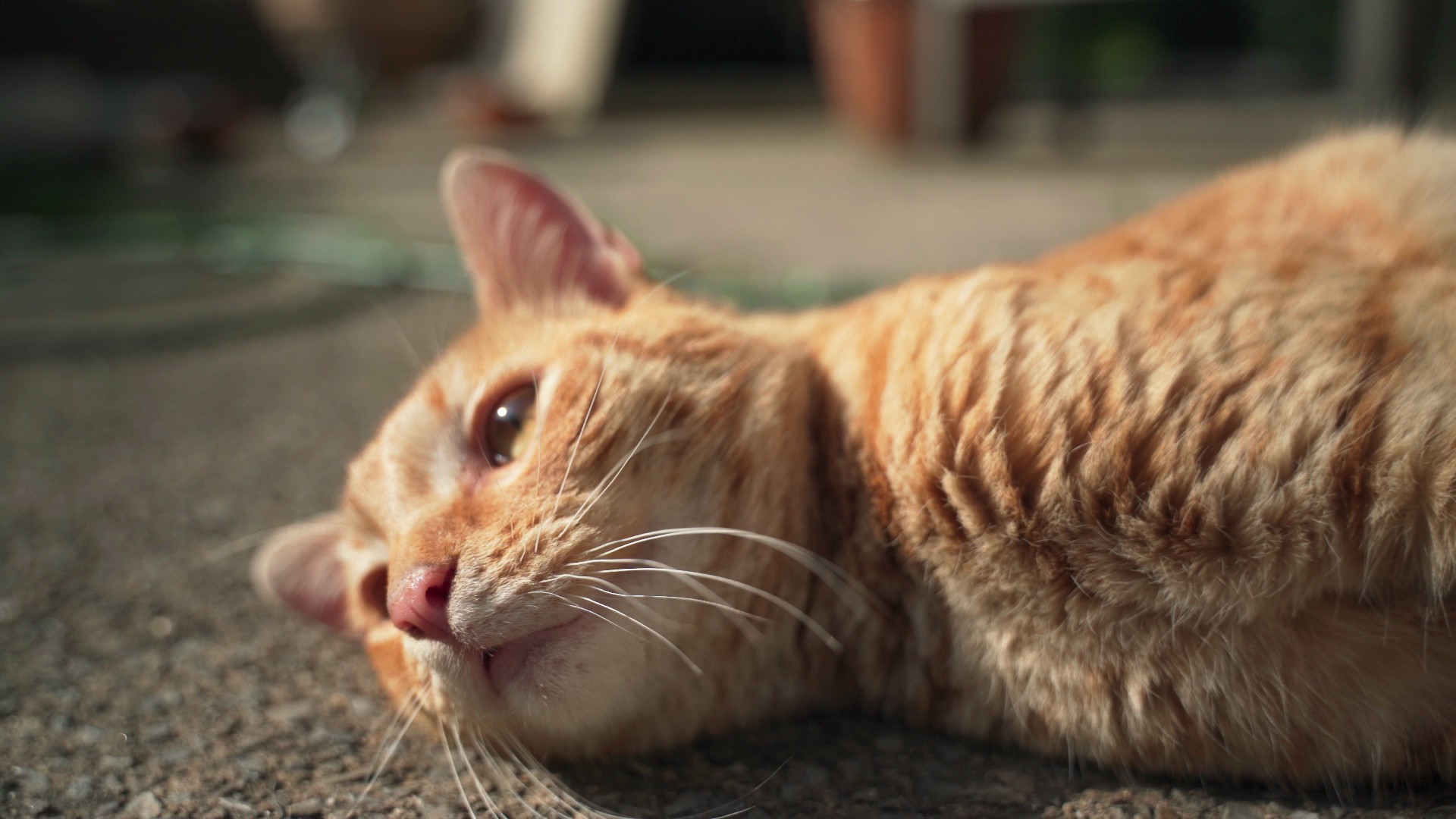 【实拍视频】橘猫在地上撒娇特写-PoseAe