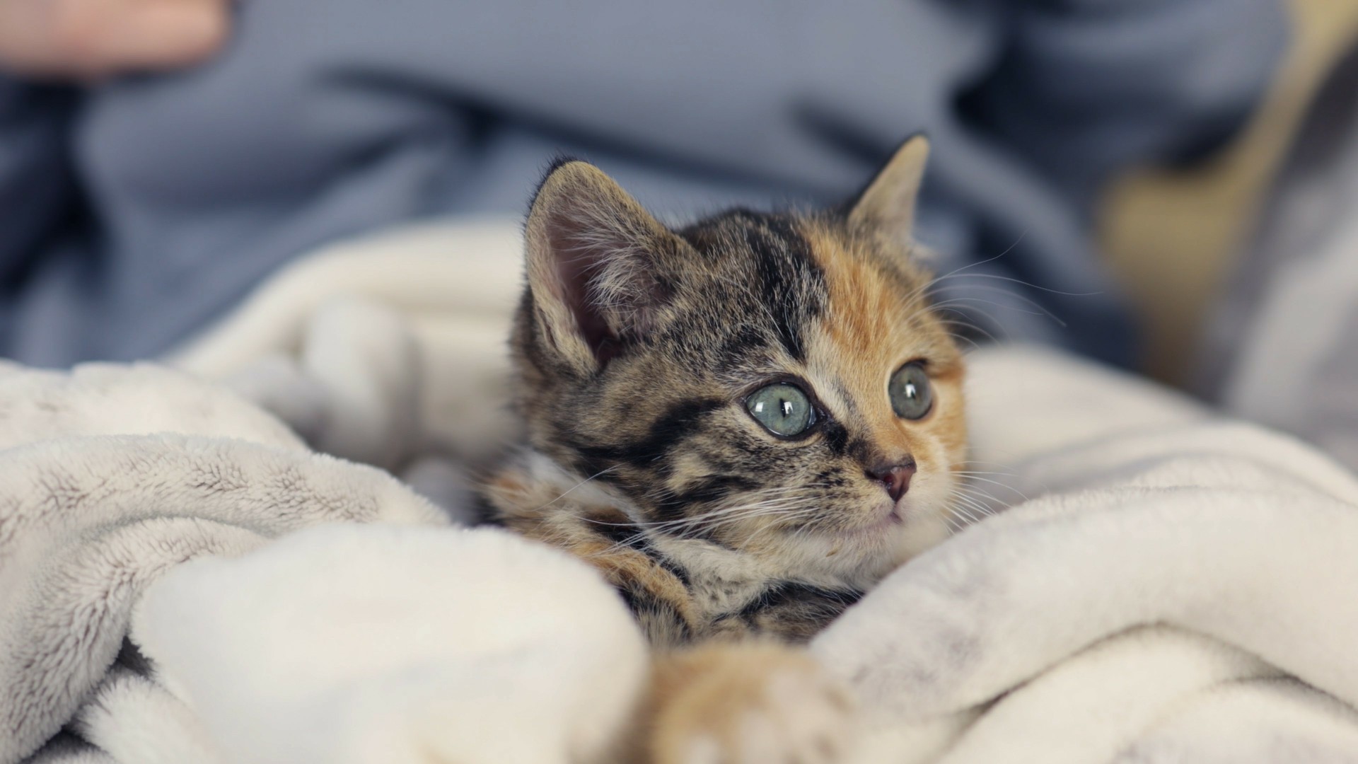 【实拍视频】可爱虎斑小猫-PoseAe