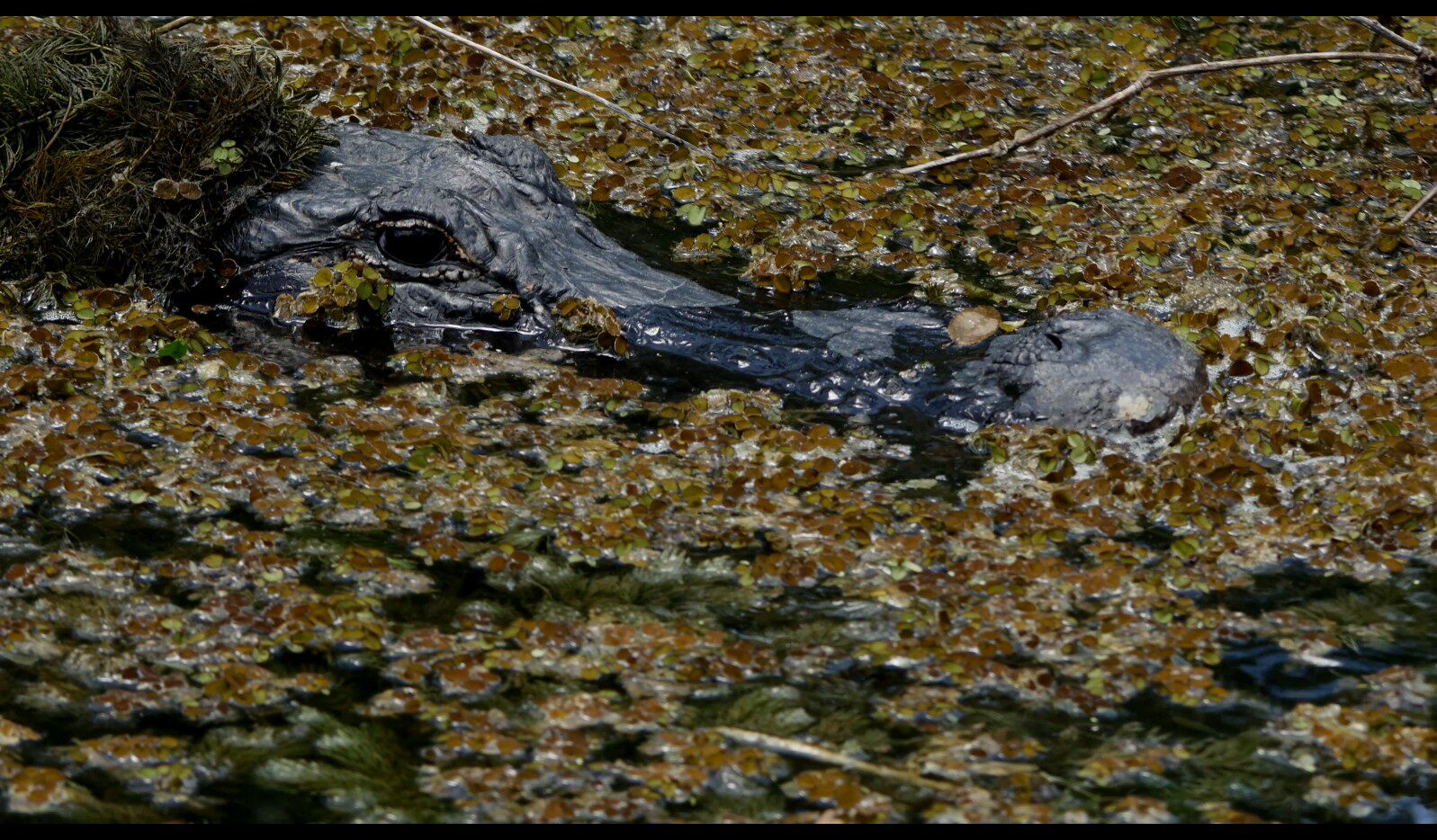【实拍视频】鳄鱼实拍视频素材-PoseAe