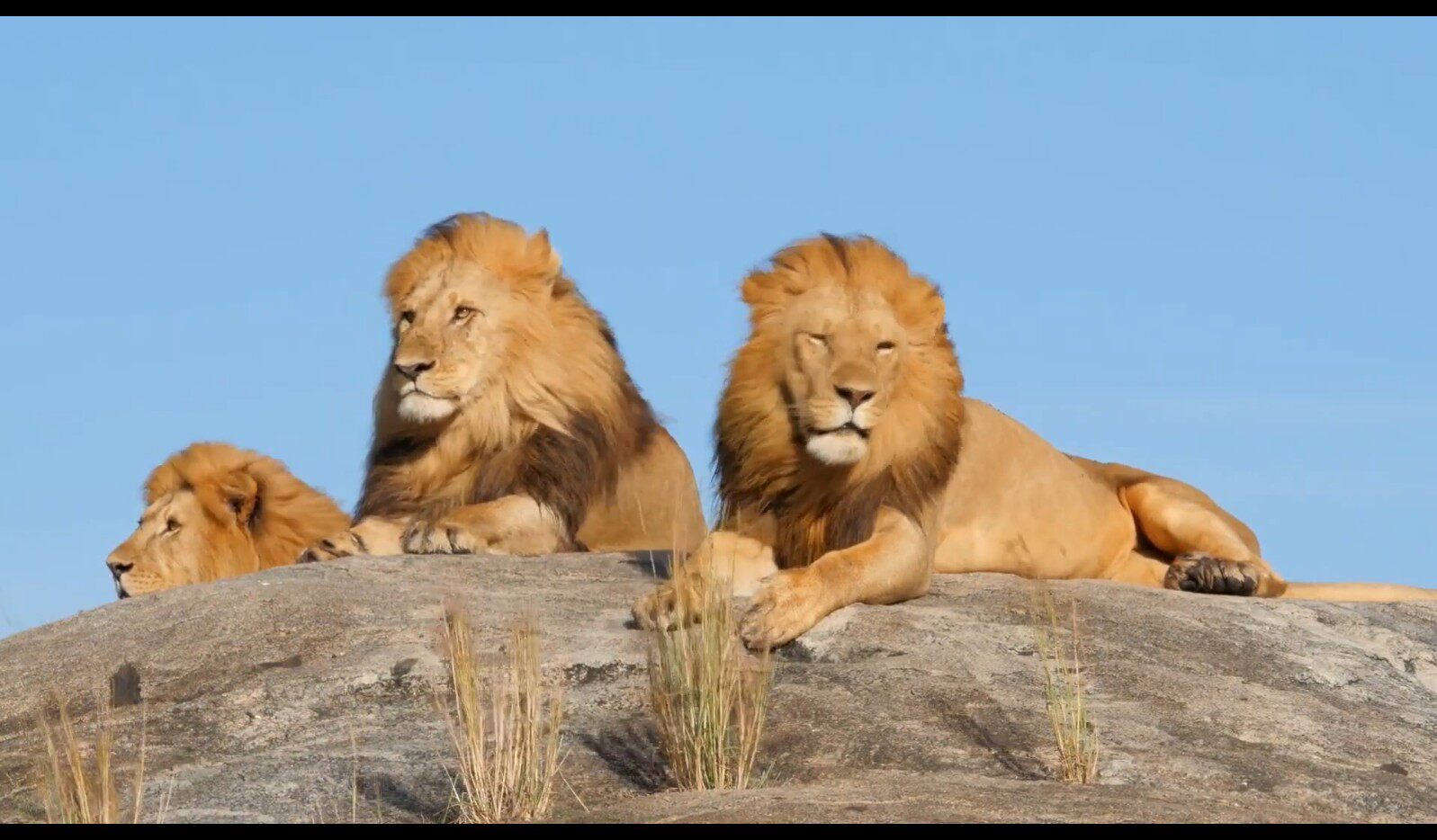 【实拍视频】非洲野生动物实拍视频素材-PoseAe