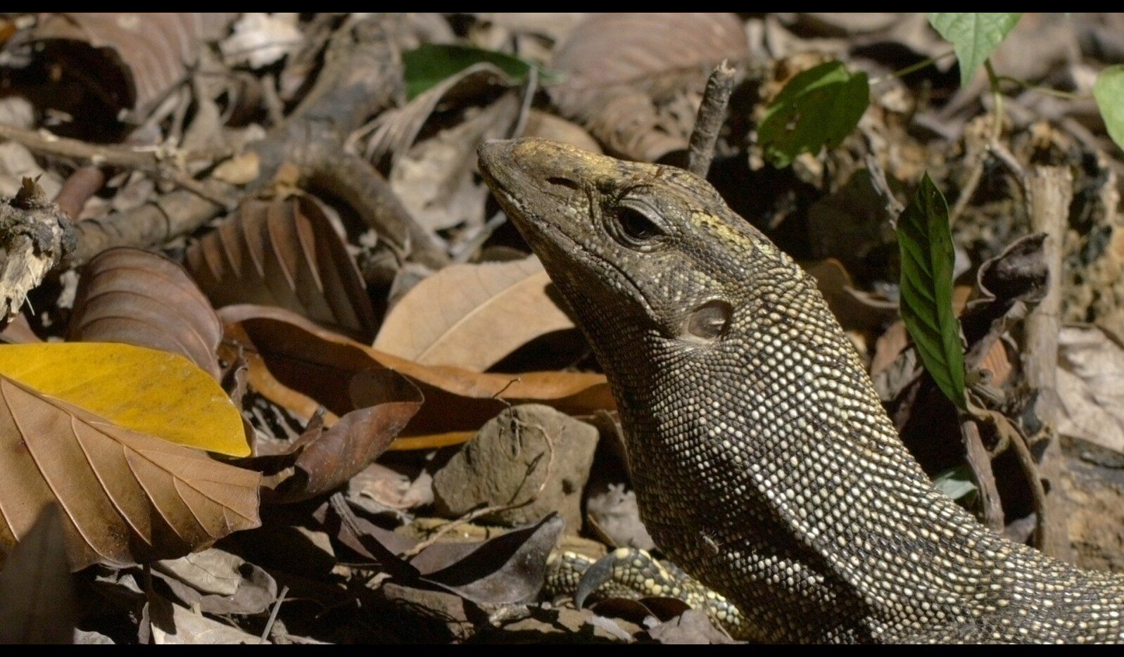 【实拍视频】蜥蜴实拍视频-PoseAe