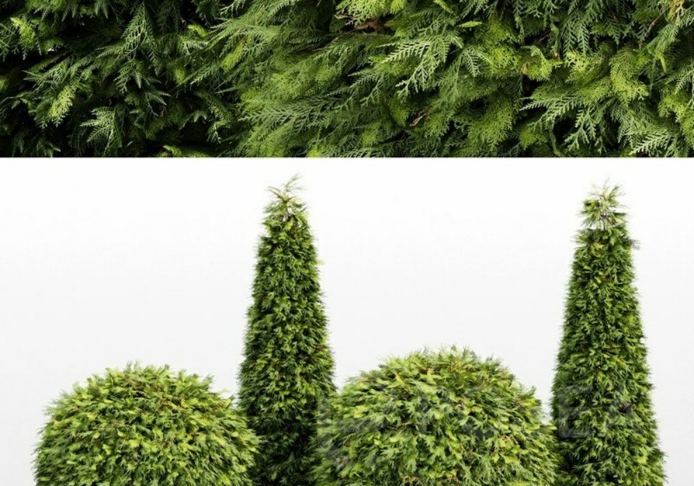 图片[1]-【3D模型】造型柏树与绿篱 3D 模型-PoseAe视频创意库