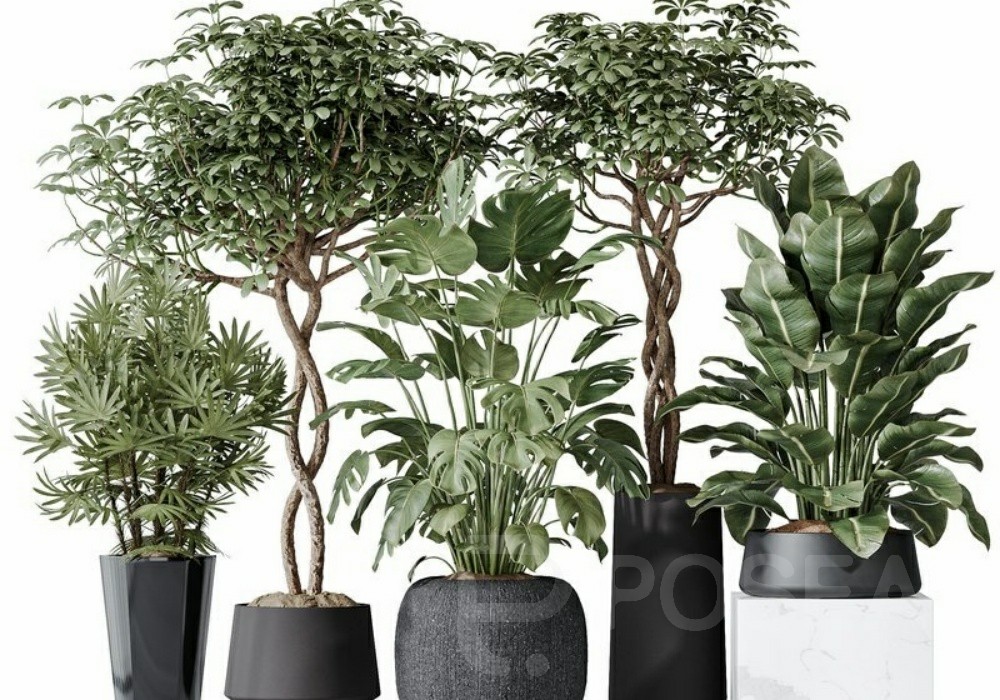 图片[1]-【3D模型】多品种室内绿植盆栽 3D 模型-PoseAe视频创意库