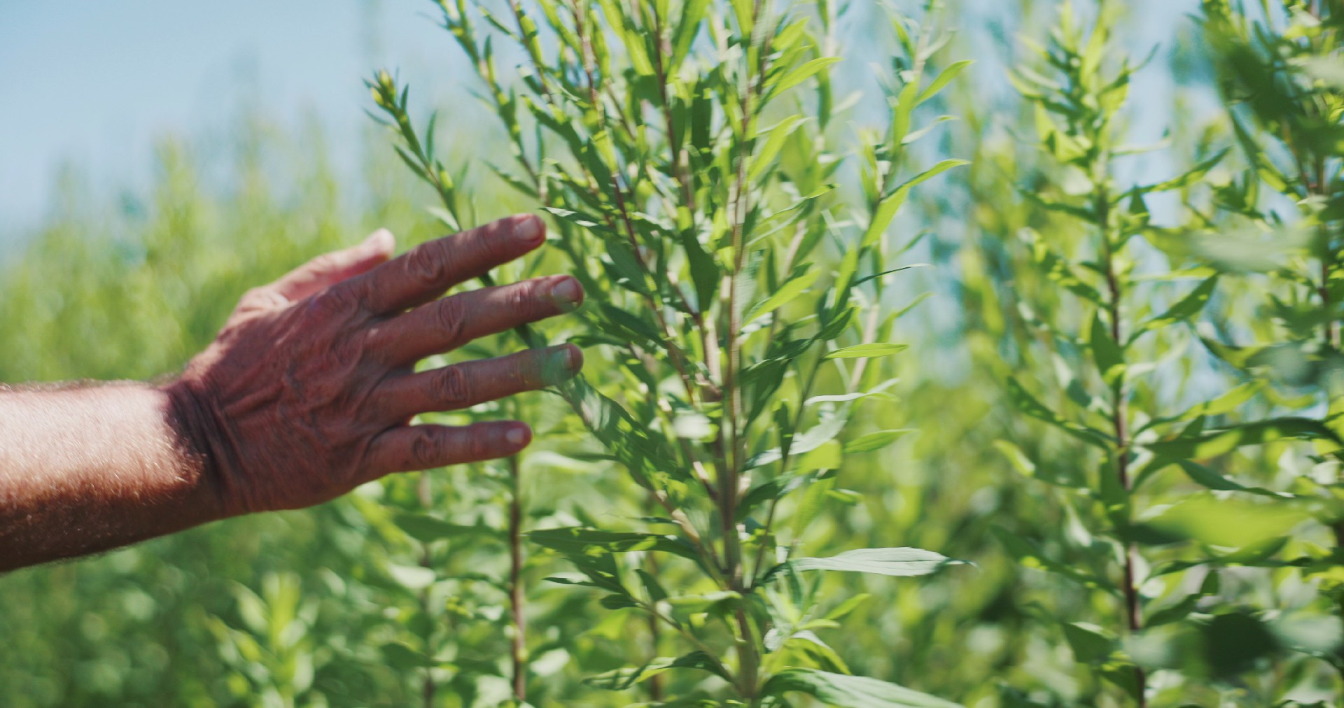 【实拍视频】田间手部特写实拍视频-PoseAe