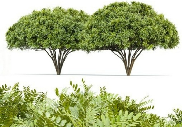 【3D模型】树木与灌木 3D 模型-PoseAe