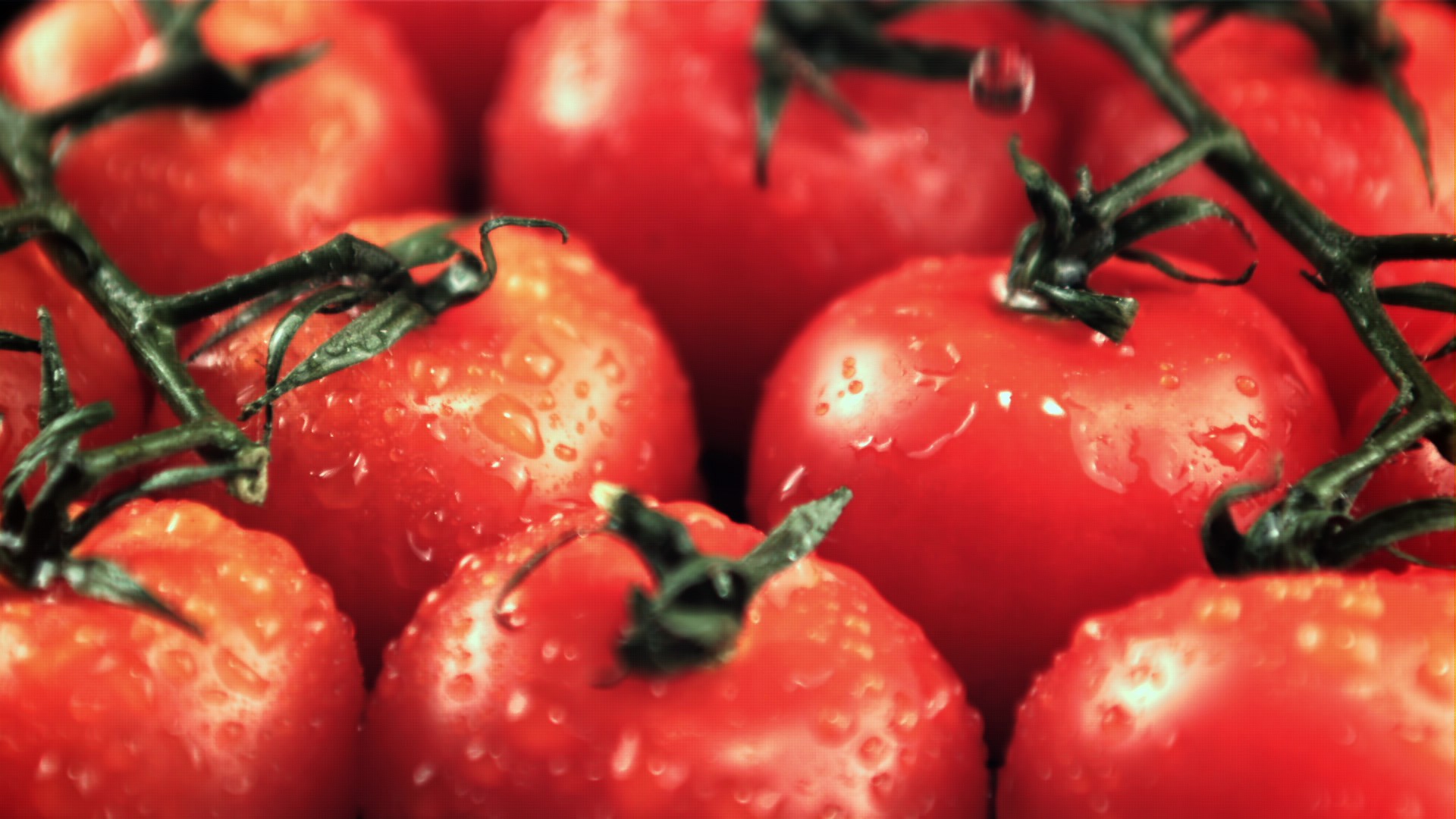 【实拍视频】水珠滴在鲜嫩的西红柿上-PoseAe