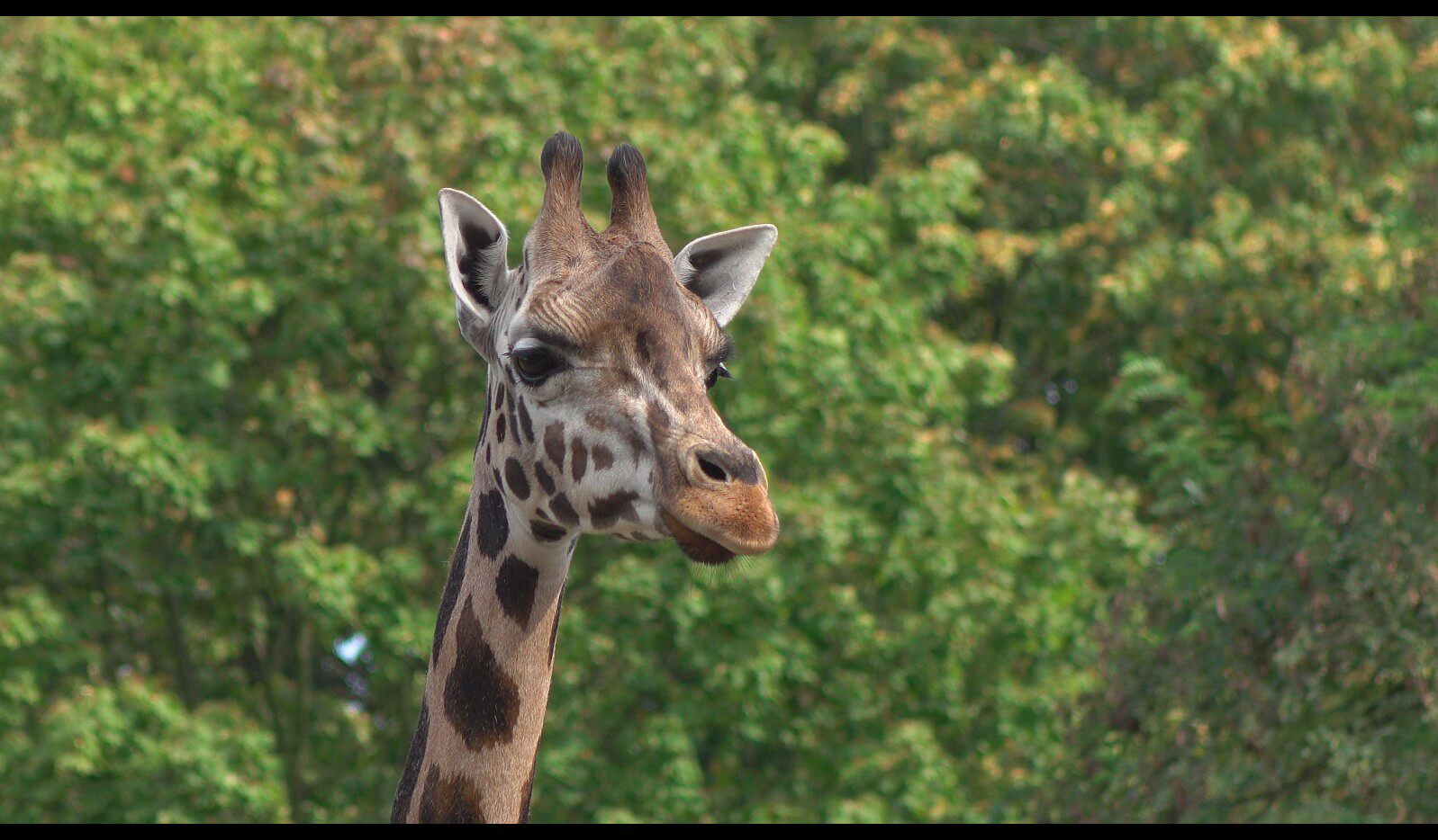 【实拍视频】长颈鹿实拍视频素材-PoseAe