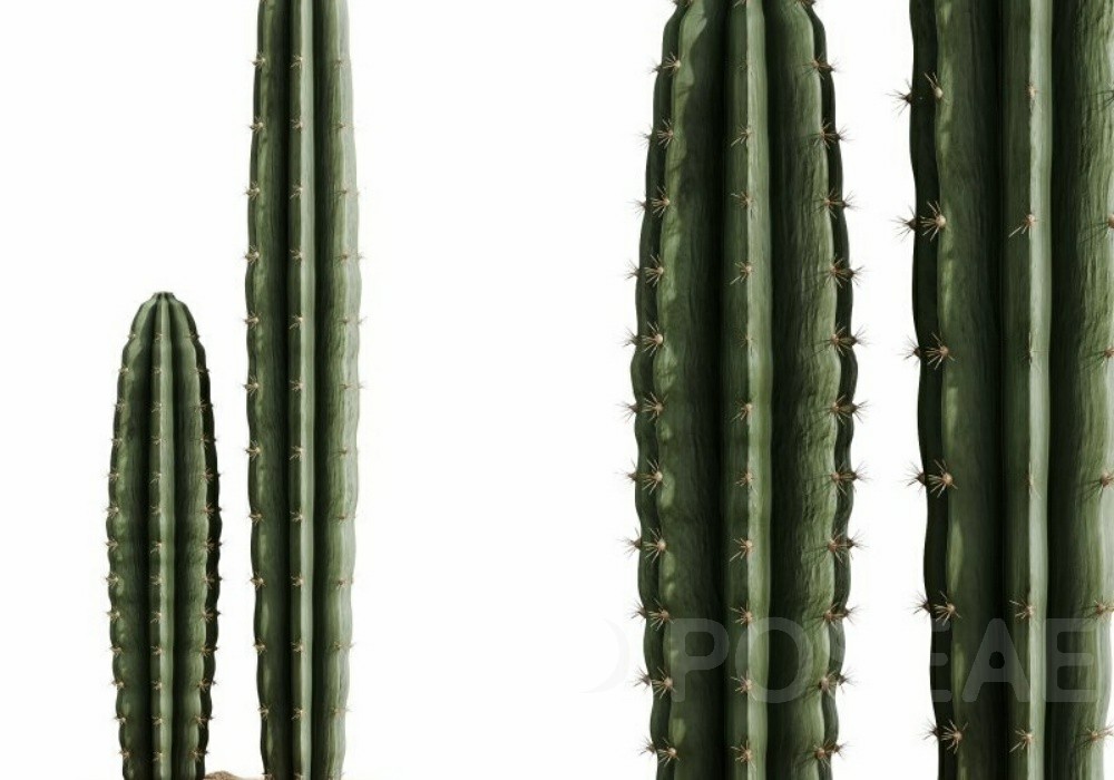 图片[1]-【3D模型】高细节仙人掌 3D 模型-PoseAe视频创意库