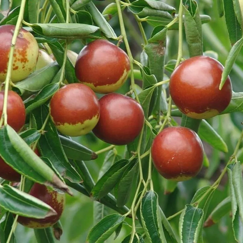Winter jujube, fresh 5 kg jujube, crispy sweet jujube, seasonal fruit, full box Shandong Zhanhua Dongzao, fresh jujube, green date