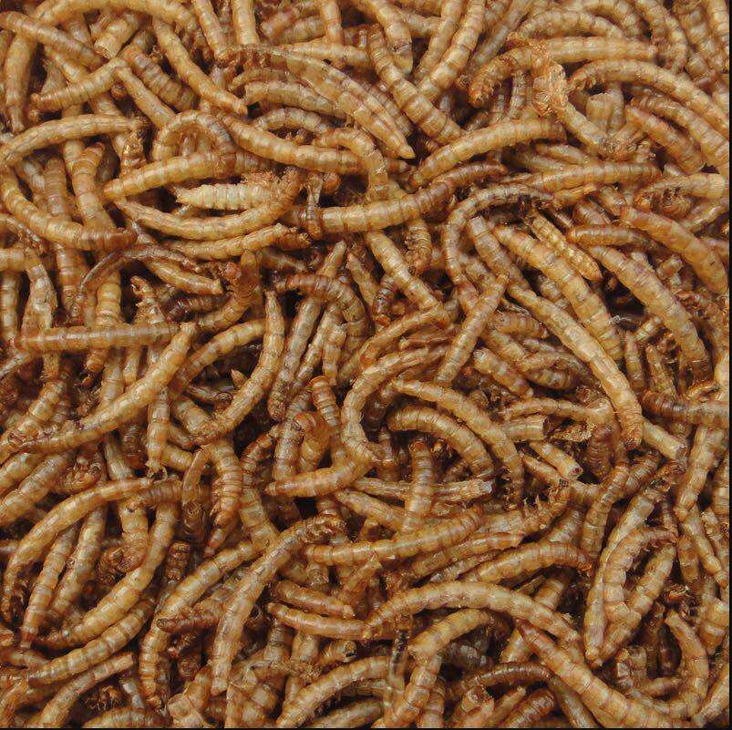 Harden grain hedgeBarker bakery turtlefish dry freshwater shrimp dry staple food bakery canned