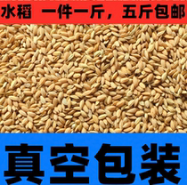 With Shell Rice Paddy Rice Grain Quality Rice Chicken Duck Bird Pigeon Pet Clear Feed 1 Catty Vacuum Packing