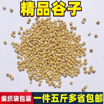 New Huanggu Sub with shell Xiaomi tiger leather peony root for small and medium-sized parrot Wenbird bird and bird food and bird feed 5 kilos