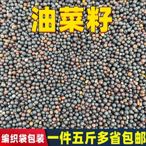 Rapeseed parrot feed bird food bird food Xuanfeng tiger skin peony small sun monk grain Golden Sun food food
