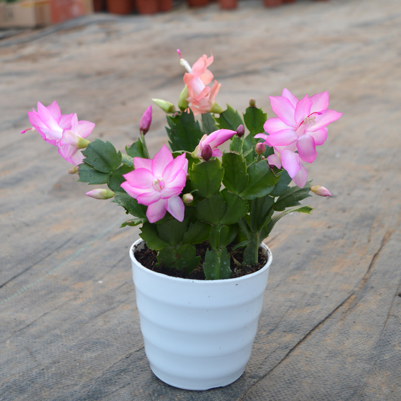 盆栽蟹爪兰花苗 客厅绿植盆栽花卉 蟹爪兰带根带花苞发货带花发货