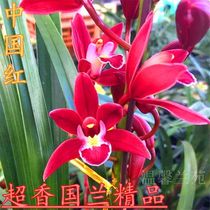 Special offer 5 seedlings super fragrant orchid Chinese red indoor potted flowers blooming in four seasons A good variety that cant die