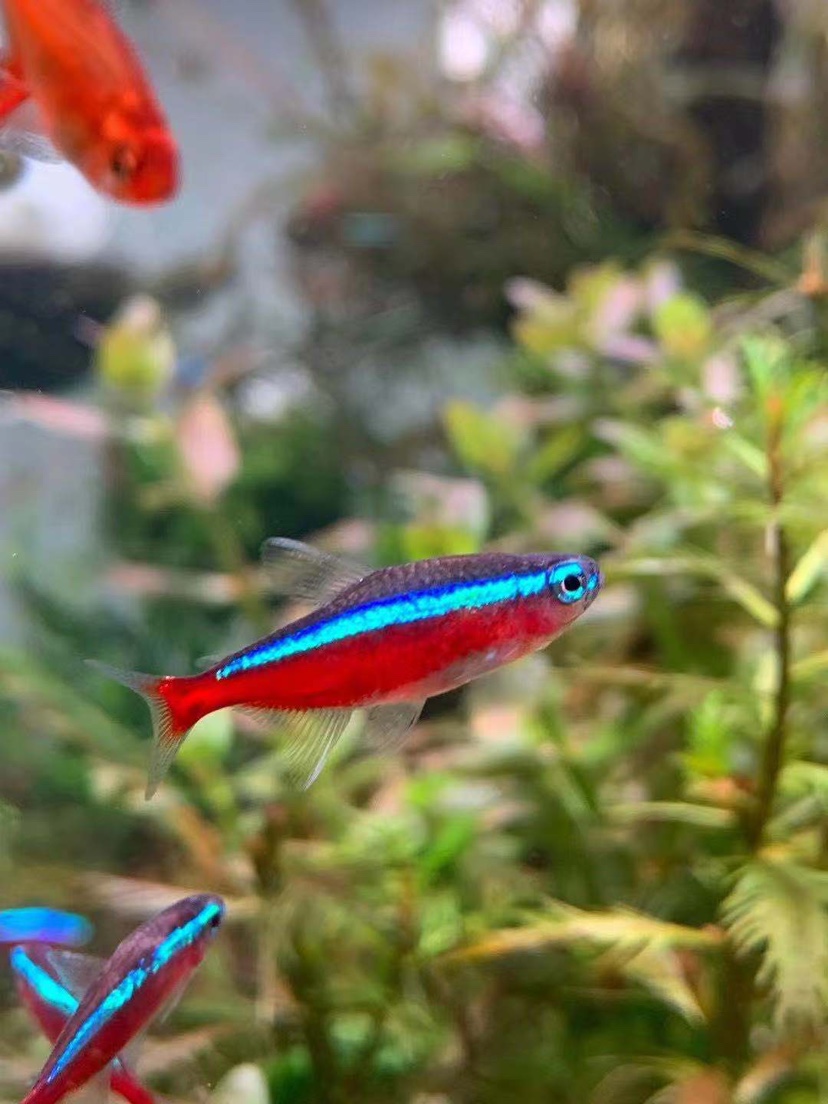 Pauline Lightfish 10 pack of freshwater tropical fish grass tank Brazil Pauline Lightfish Stockholm loss package