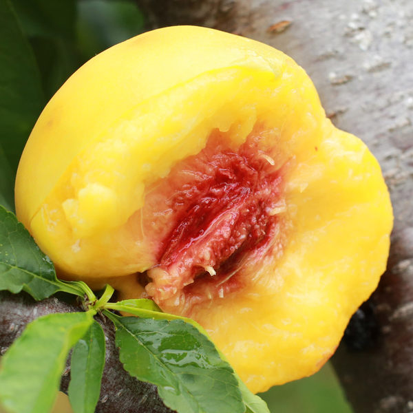 武台特产 邑人邑果 新鲜黄桃 5斤￥25.8包邮