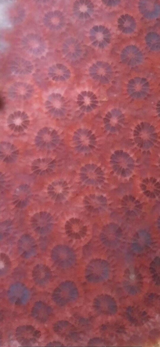 Exquisite coral jade pure natural live streaming hyperlinked private selfig invalid