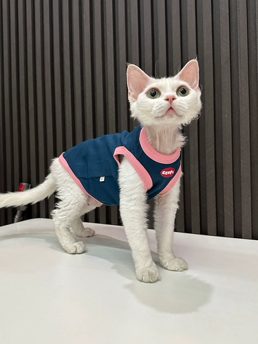 Ren Facai Оригинальный модный жилет чистый хлопок безволосая одежда для кошачьи одежды Dewen Одежда Sphinx Cat милый