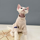 Ren Facai Hairless Cat Clothes Sphynx German Clothes Autumn and Winter Pure Cotton Elastic T-Shirt Fleece Resistant to Licking