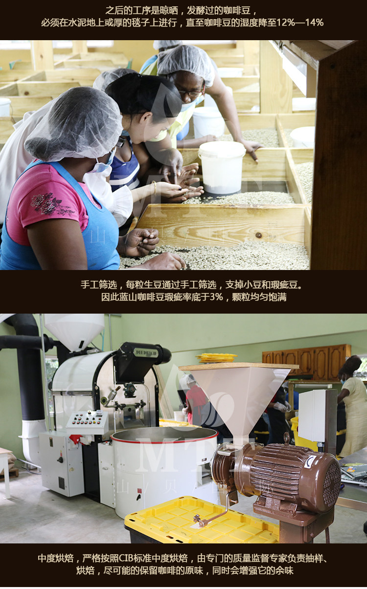 牙买加蓝山咖啡豆生豆G1咖啡豆