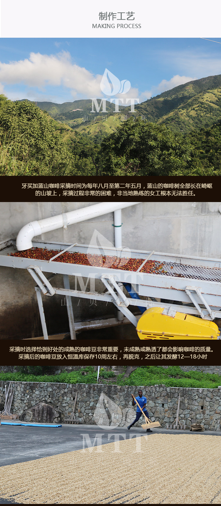 牙买加蓝山咖啡豆生豆G1咖啡豆