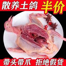 Real pigeon frozen pigeon live white barbecue pigeon fresh pigeon soup frozen eating pigeon