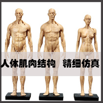 Body Structure Model Sculpture Fine Art Sketching Painting Reference Figure Musculoskeletal Teaching Sketching pieces