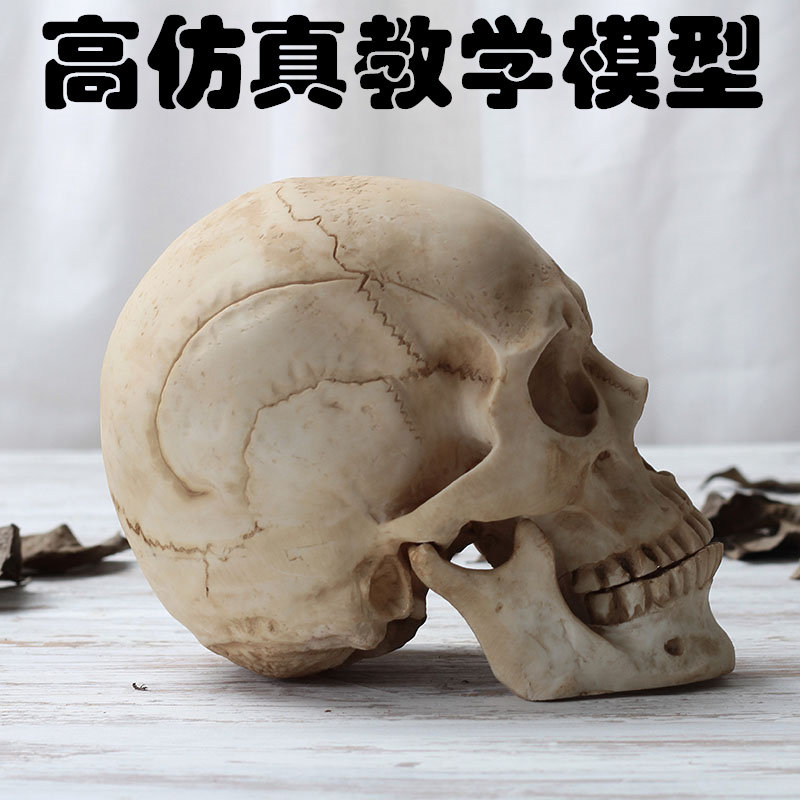 Skull model simulation human skull clinical human anatomy skull halloween props art teaching skull head
