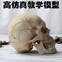 Skull model emulation human skull clinical human anatomical skull Halloween props Fine art Teaching Skull head