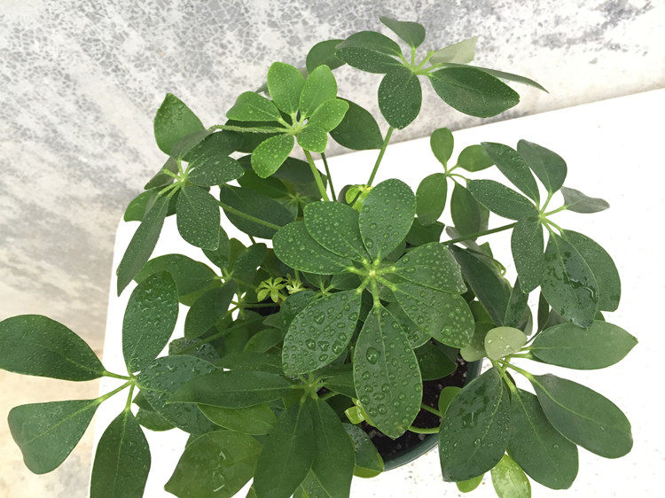 七叶莲别名叫招财树,八方来财就是七叶莲吗,七叶莲的寓意和风水_大山谷图库