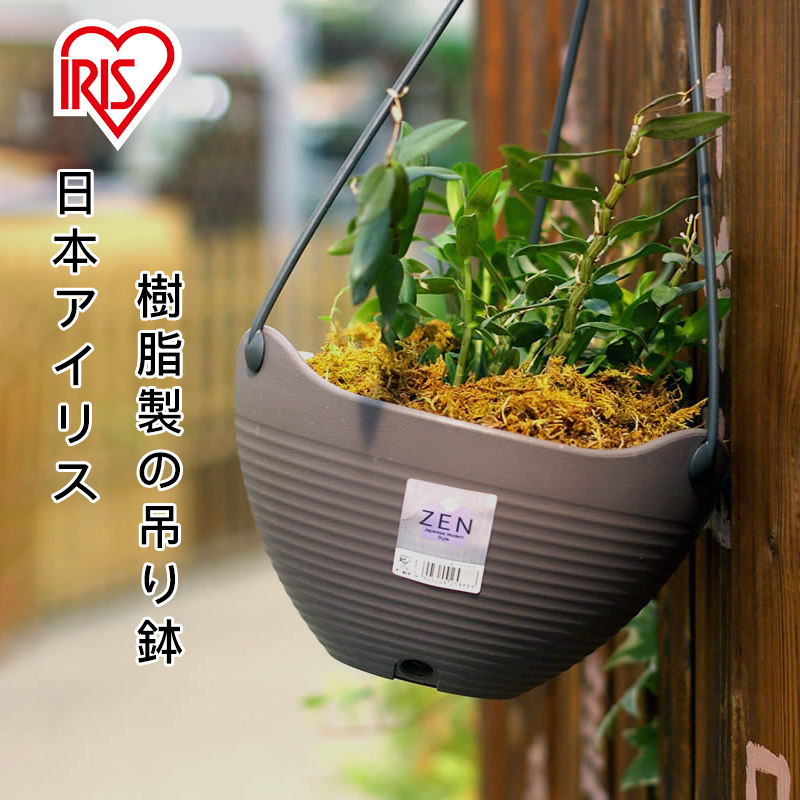 Alice hanging pot hanging flower pot indoor hanging orchid ivy Buddha beads green dill special wall-mounted planting potted plants