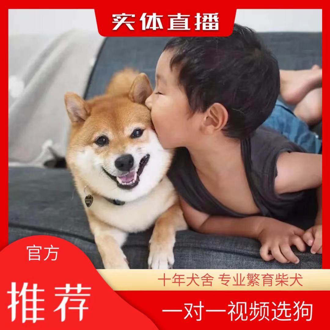 赛级柴犬幼犬：日本高品质萌宠，爱干净不爱叫的完美家庭伴侣！-狗狗-淘宝好物网