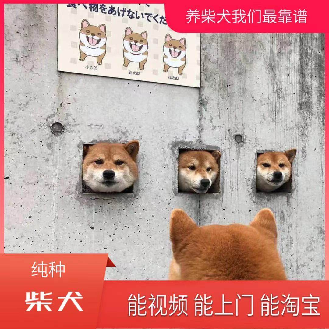 赛级柴犬幼犬：日本高品质萌宠，爱干净不爱叫的完美家庭伴侣！-狗狗-淘宝好物网