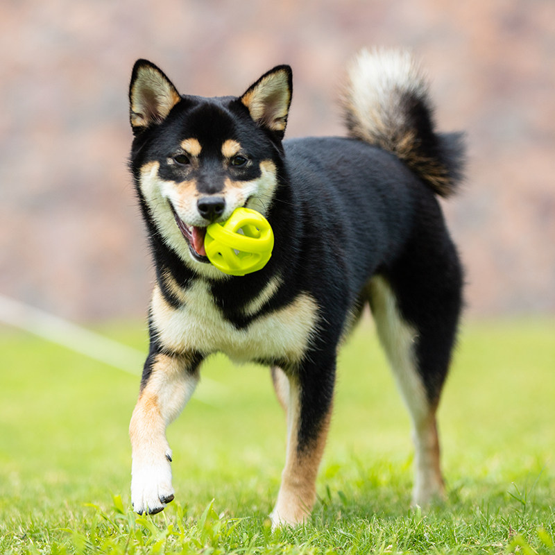 Pet Like Gum Toy Ball Hollowed-out Dog Interactive Training With Toy Young Dog Training Dog Jack Horse Dog Dubin
